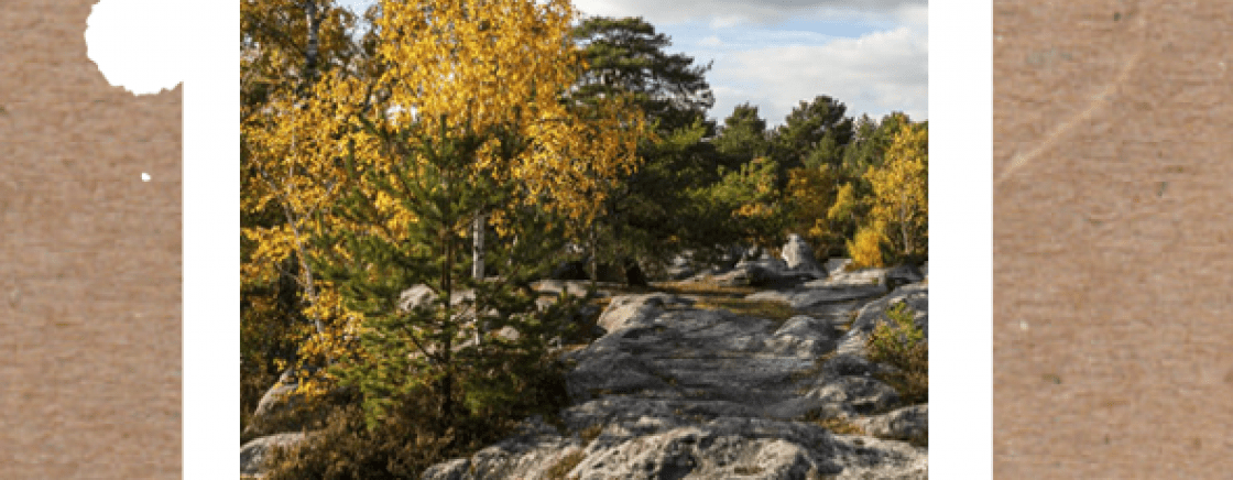 The forest of Fontainebleau